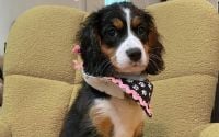 Female Bernalier Pup - Ava