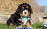 Male Bernalier Pup - Cleo