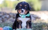 Male Bernalier Pup - Bennett