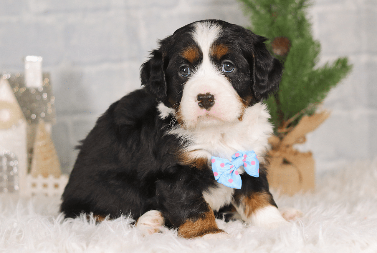 Male Bernalier Pup - Hopeful