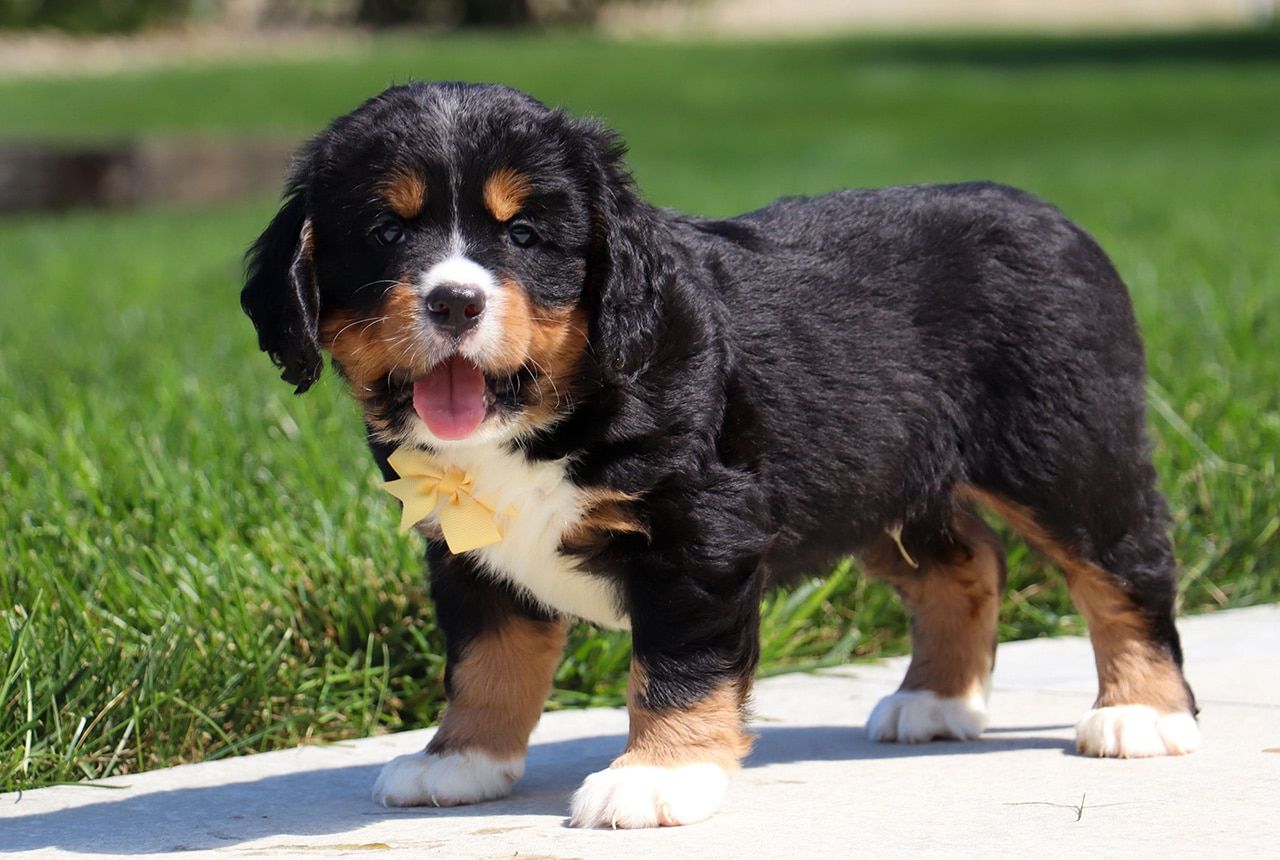 Male Bernalier Pup - Ash