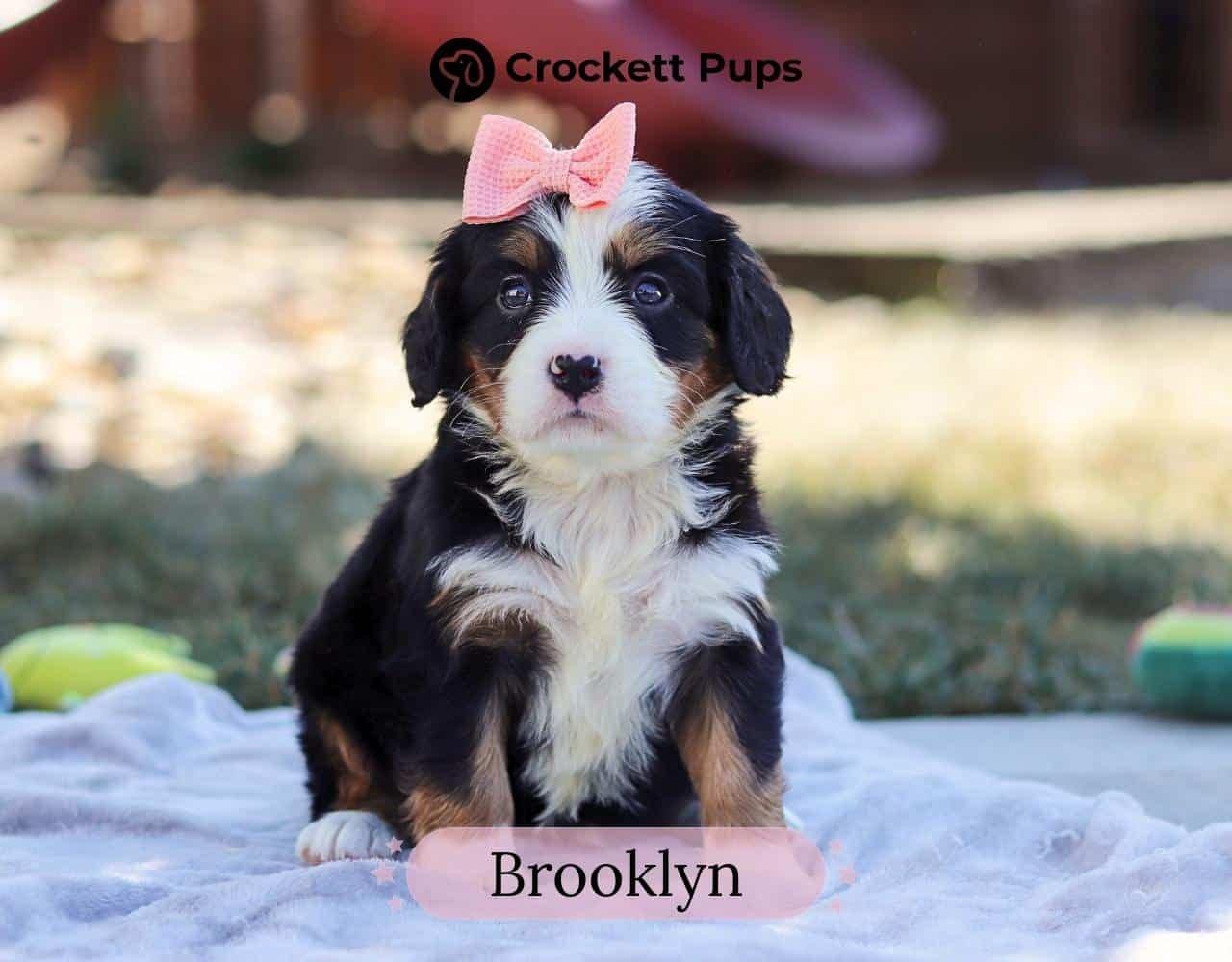 Female Bernalier Pup - Brooklyn