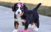Female Bernalier Pup - Emory