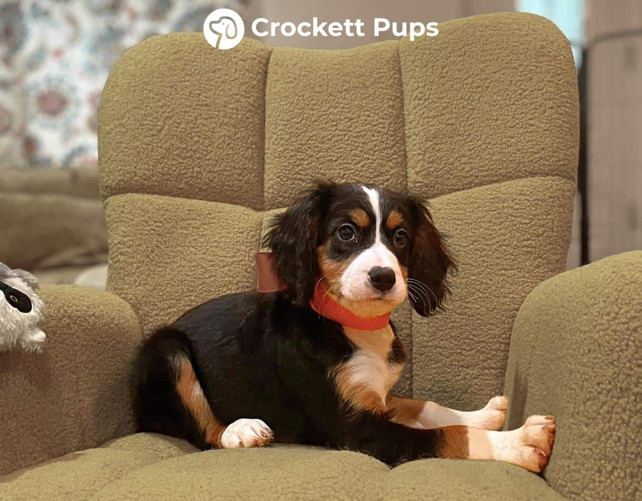Female Bernalier Pup - Sofie