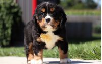 Male Bernalier Pup - Ash