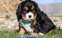 Male Bernalier Pup - Cleo