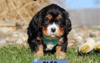 Male Bernalier Pup - Cleo
