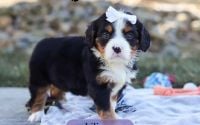 Female Bernalier Pup - Liliana