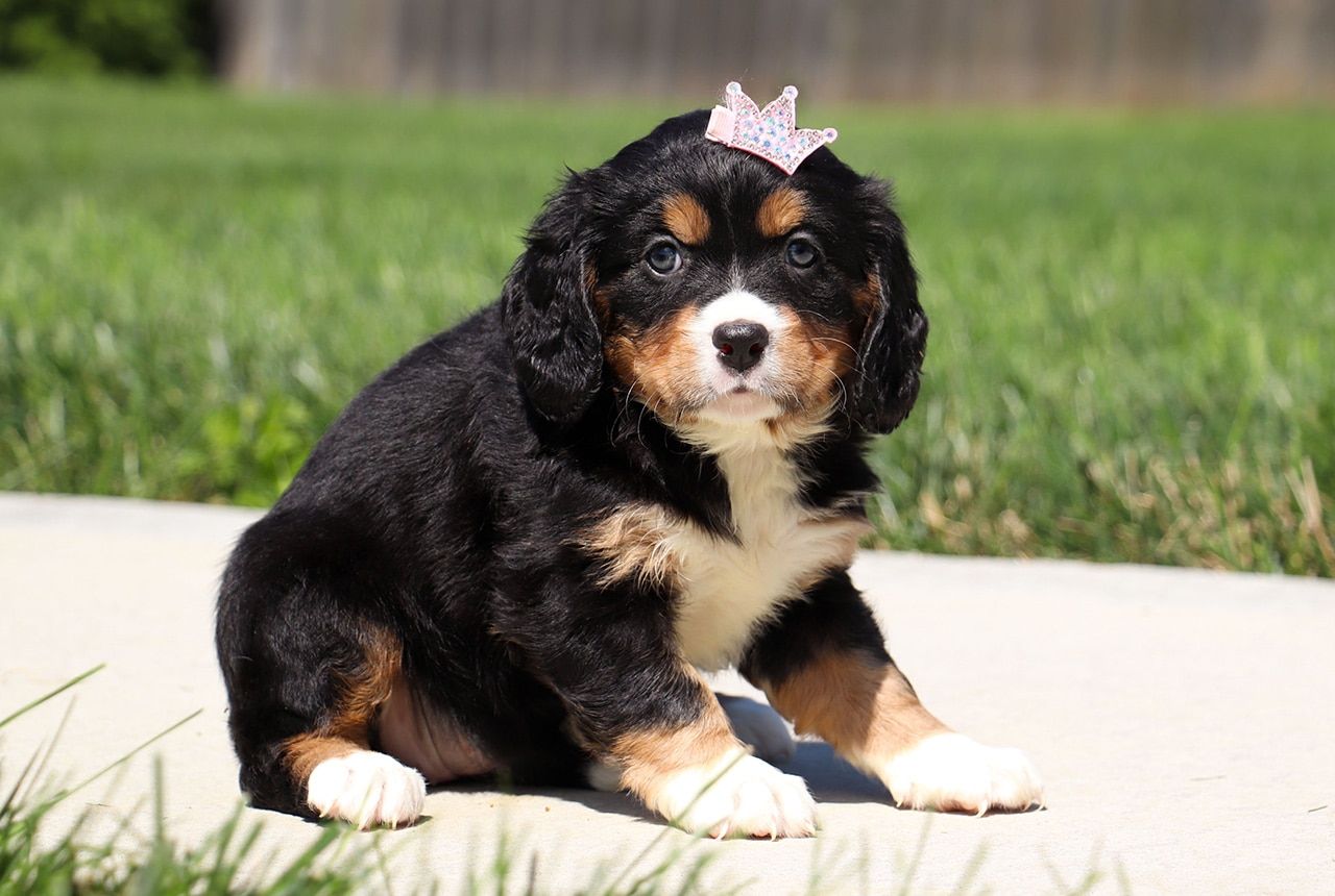 Female Bernalier Pup - Maple