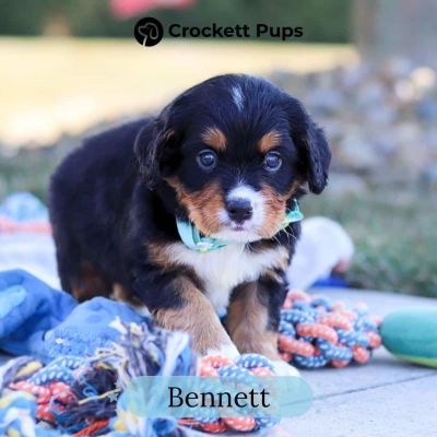 Male Bernalier Pup - Bennett