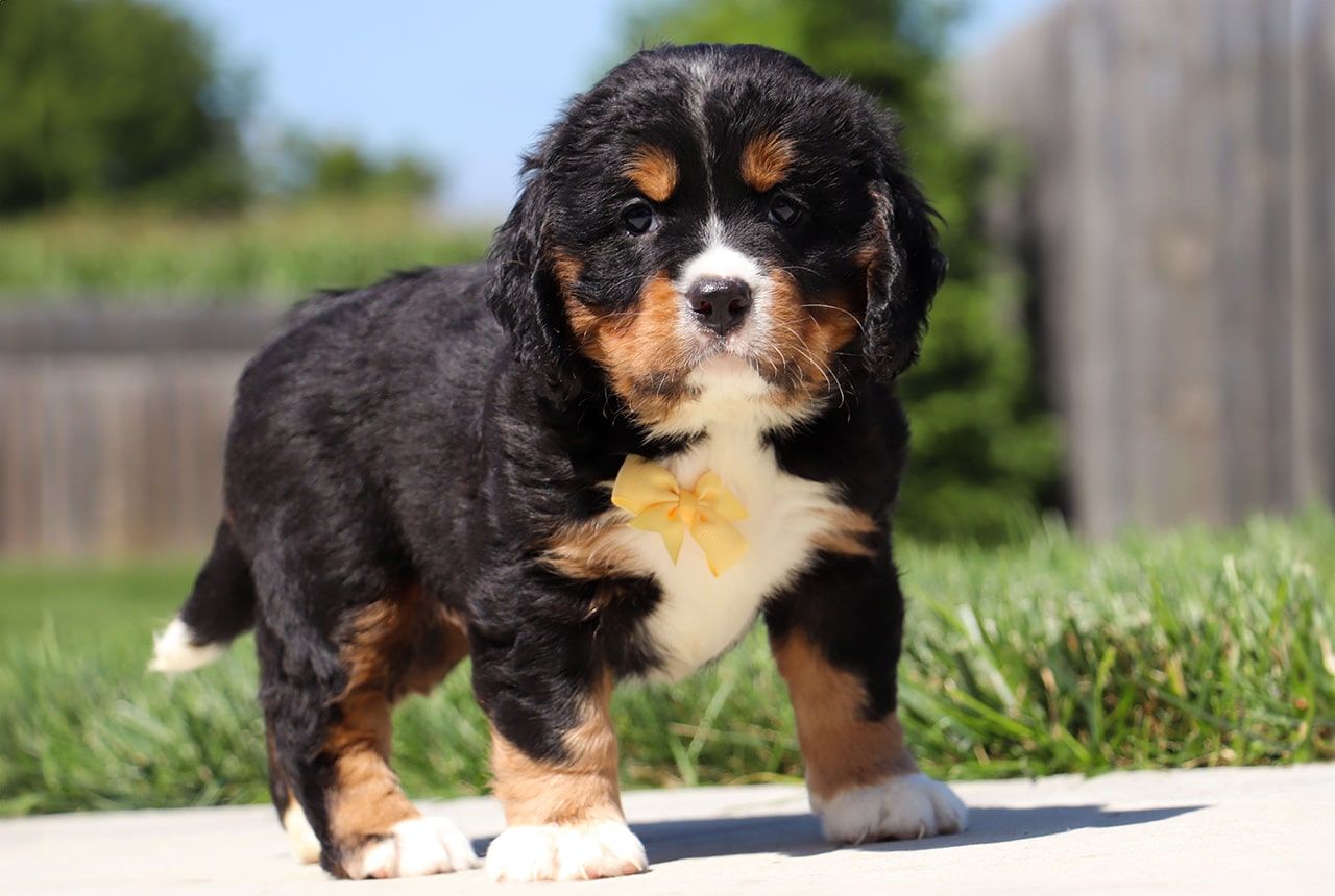 Male Bernalier Pup - Ash