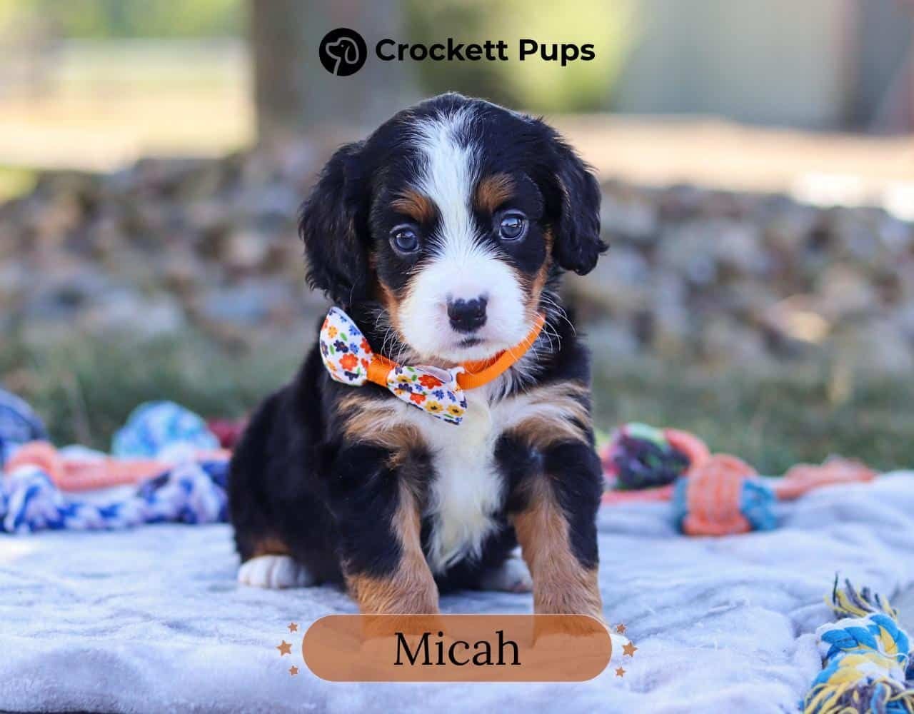 Male Bernalier Pup - Micah