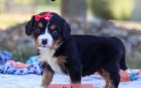 Female Bernalier Pup - Ruby