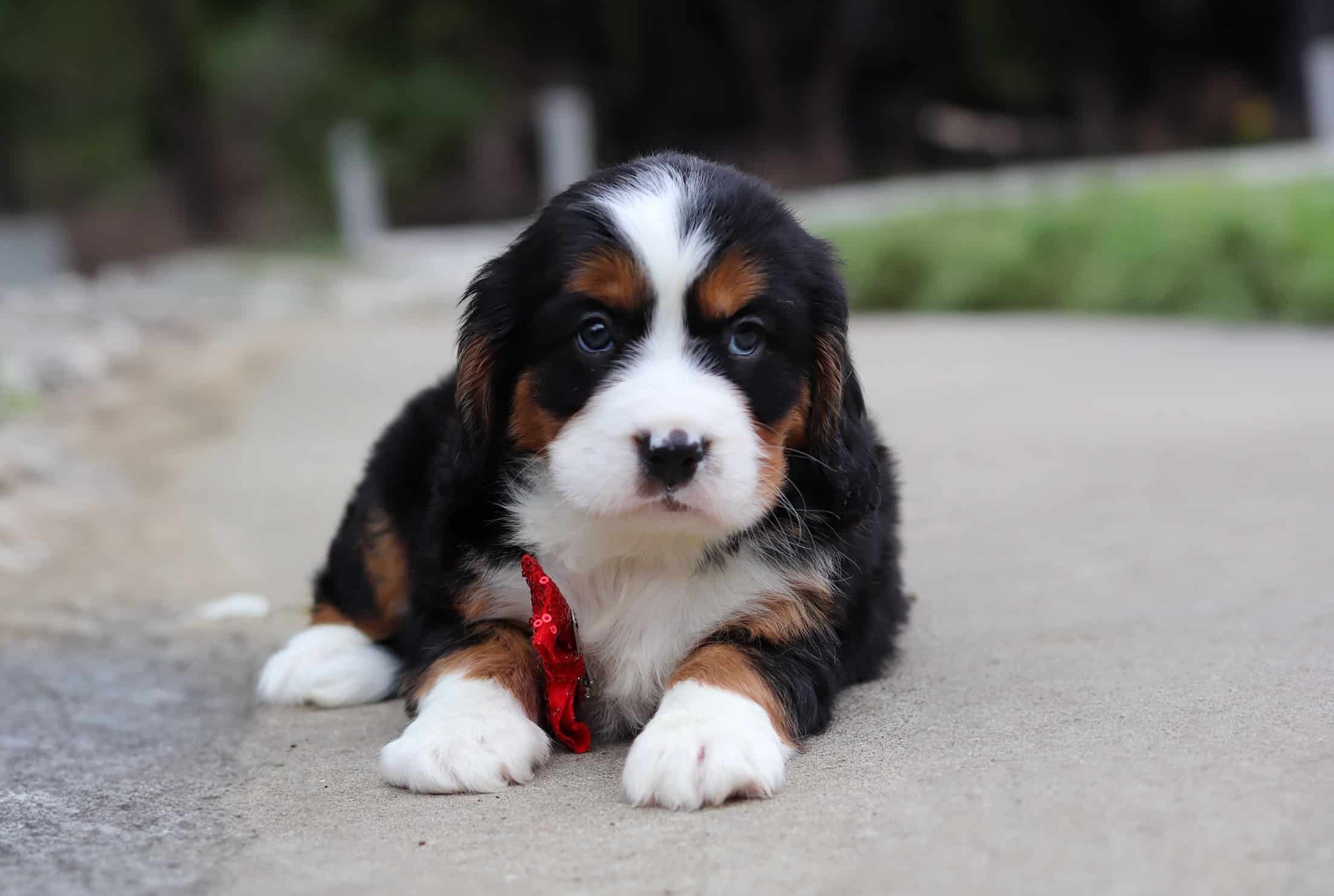 Male Bernalier Pup - Firefly