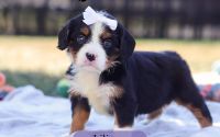 Female Bernalier Pup - Liliana