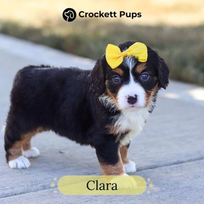 Female Bernalier Pup - Clara