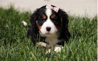 Female Bernalier Pup - Laurel