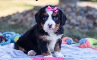 Female Bernalier Pup - Emory