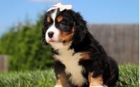 Female Bernalier Pup - Aspen