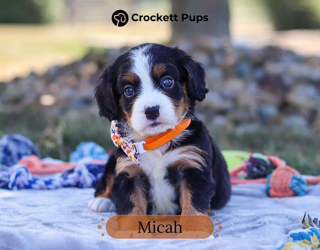 Male Bernalier Pup - Micah