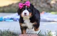 Female Bernalier Pup - Madelyn