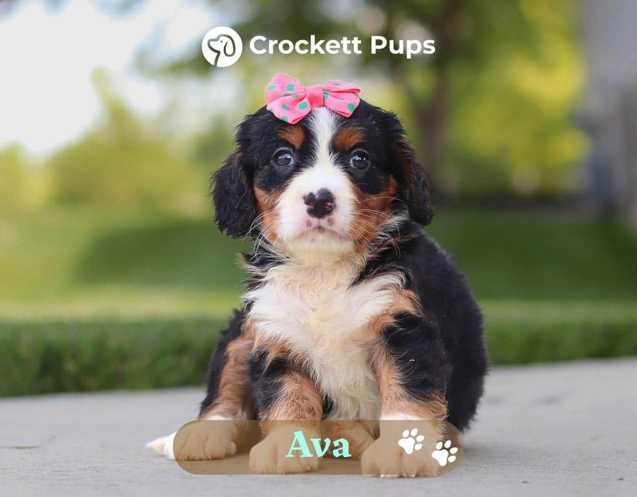 Female Bernalier Pup - Ava