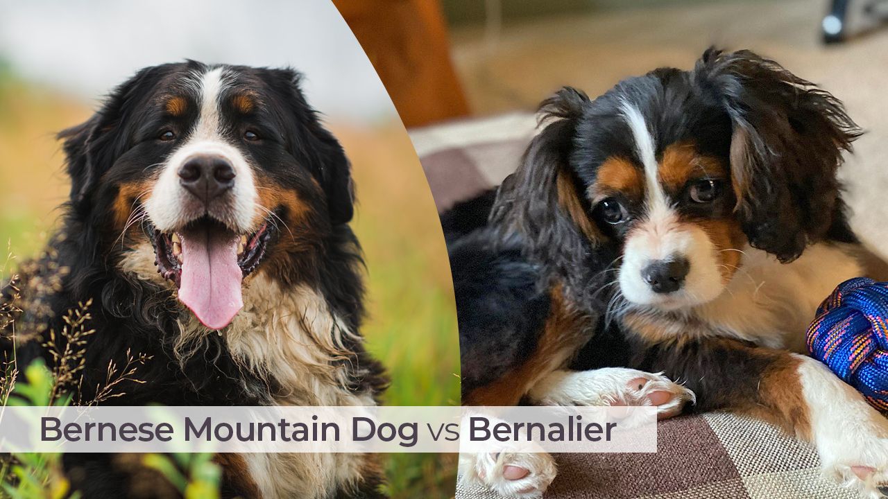 Bernese Mountain Dog vs Mini Bernese