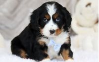 Male Bernalier Pup - Friedrich