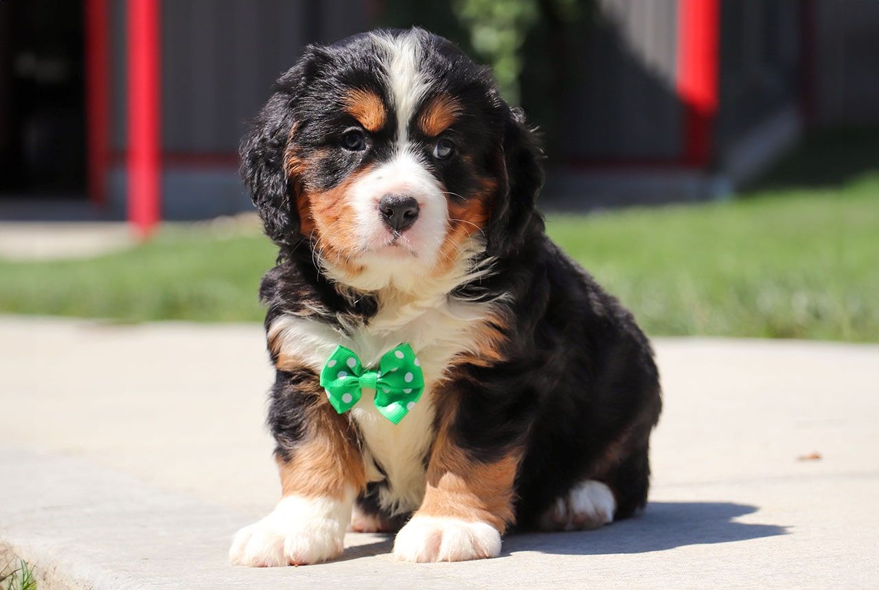Male Bernalier Pup - Oak