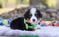 Male Bernalier Pup - Colton