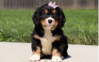 Female Bernalier Pup - Maple