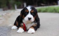 Male Bernalier Pup - Firefly