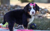 Female Bernalier Pup - Emory