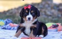 Female Bernalier Pup - Ruby
