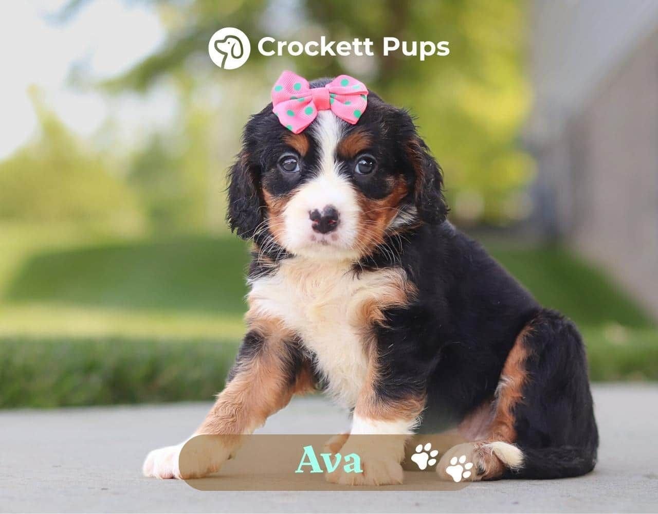 Female Bernalier Pup - Ava