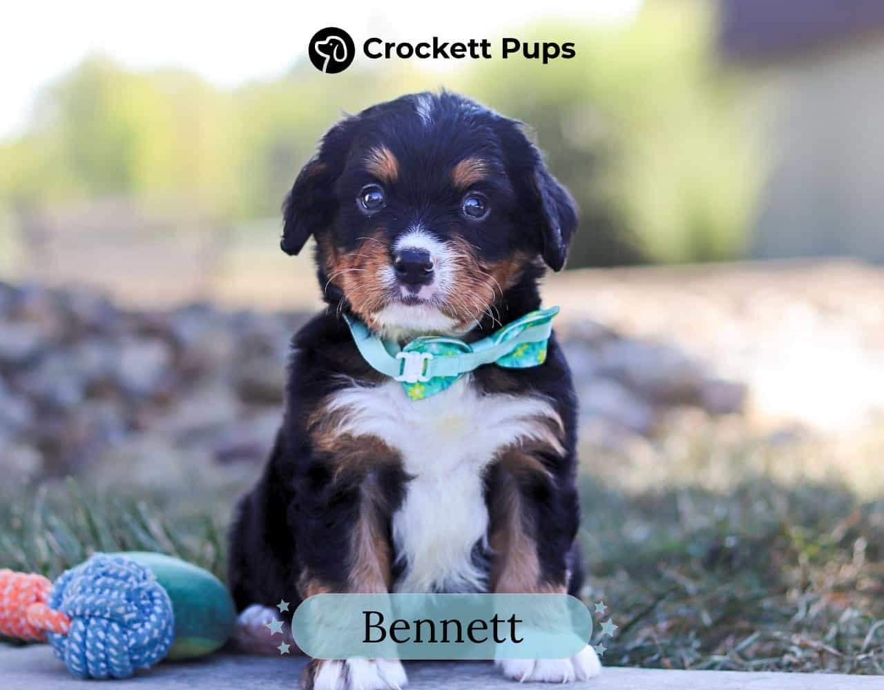 Male Bernalier Pup - Bennett