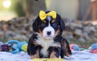 Female Bernalier Pup - Clara