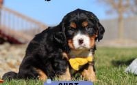 Male Bernalier Pup - Curt
