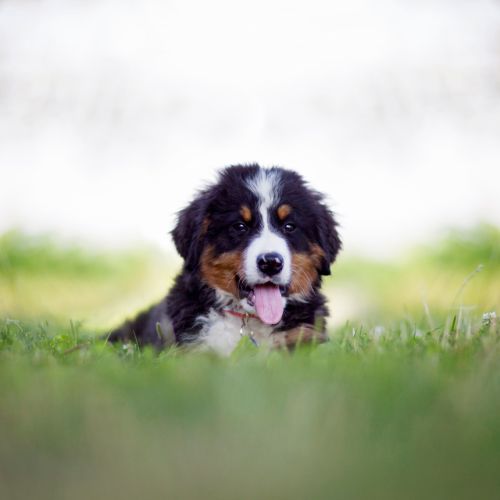 Mini Bernese Pup in the grass