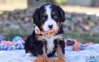 Male Bernalier Pup - Micah