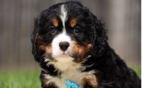 Male Bernalier Pup - Cedar