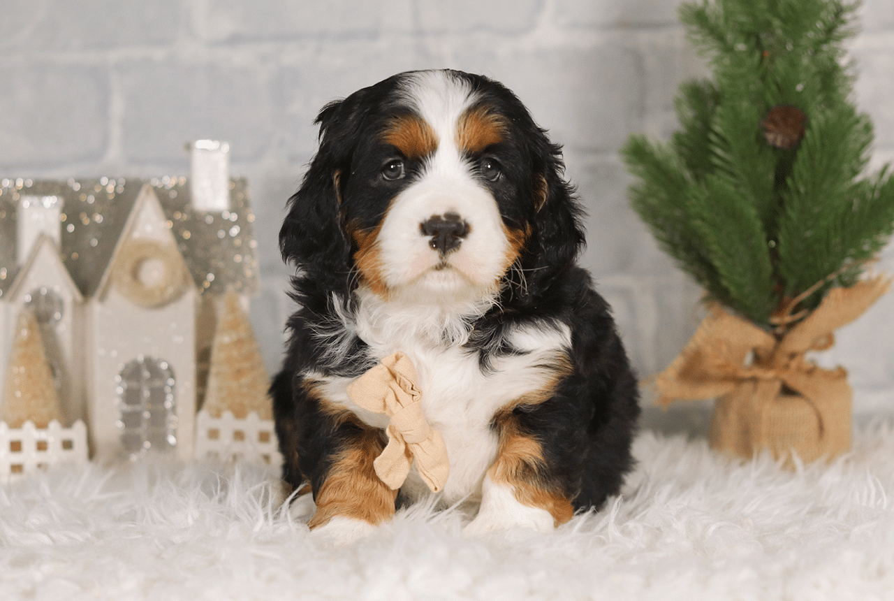 Male Bernalier Pup - Faithful