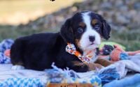 Male Bernalier Pup - Micah