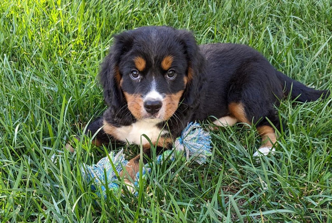 Mini Bernese Mountain Dog Puppy - Ash