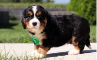 Male Bernalier Pup - Oak