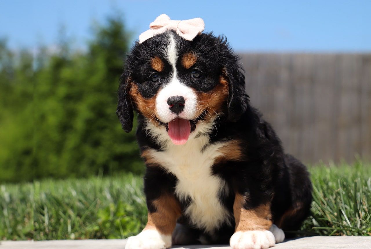 Female Bernalier Pup - Aspen