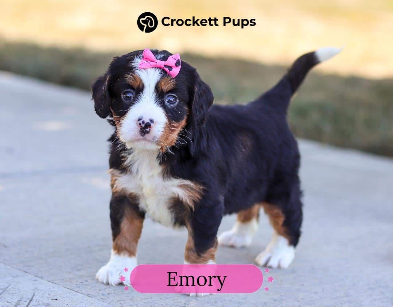 Female Bernalier Pup - Emory