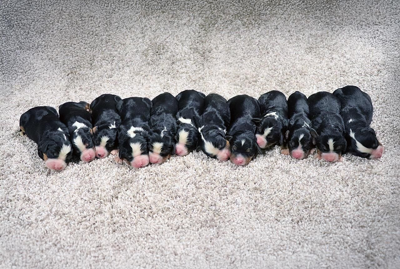 F1 Bernalier Pups for Sale - Born August 10, 2025