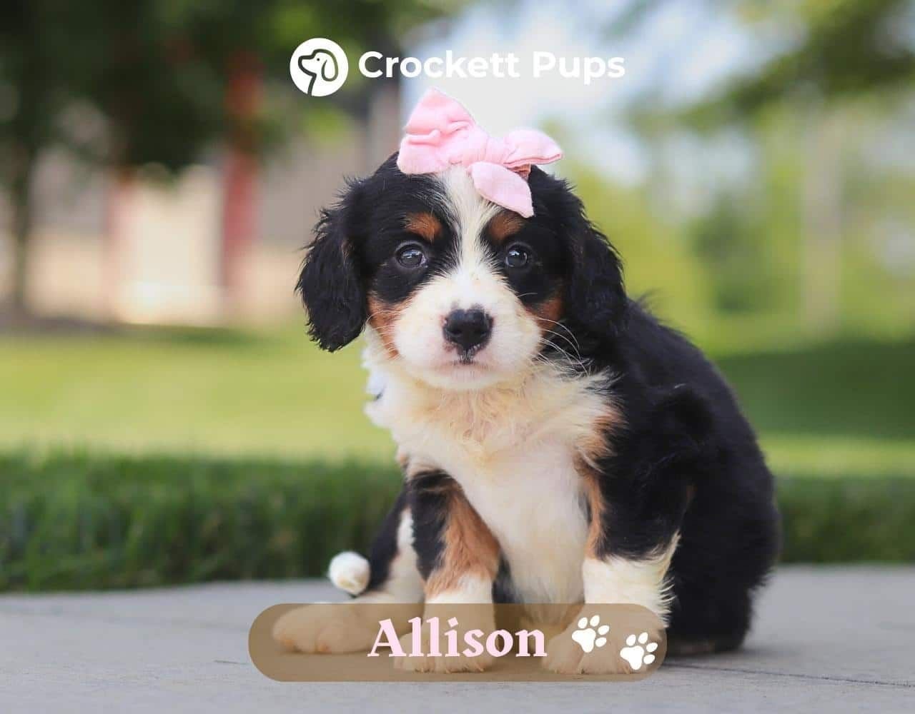 Female Bernalier Pup - Allison