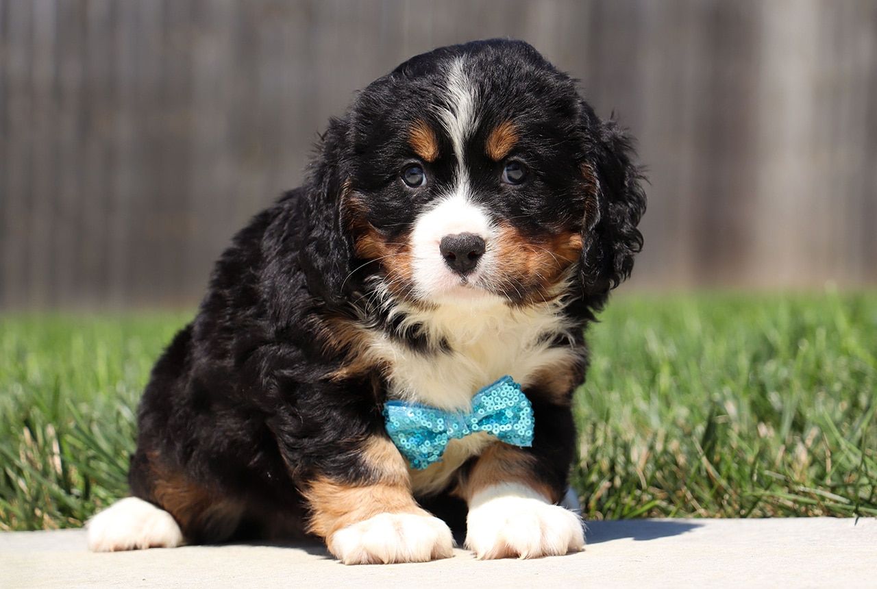 Male Bernalier Pup - Cedar